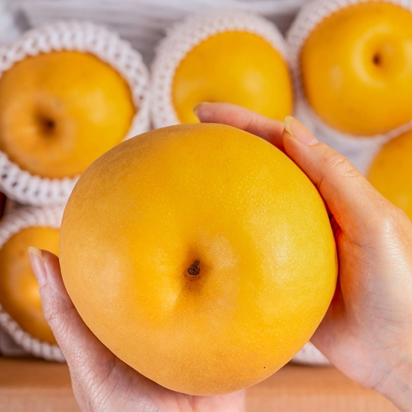 [26 햇배] 국내산 나주배 특품 가정용 3kg/5kg/7.5kg/15kg