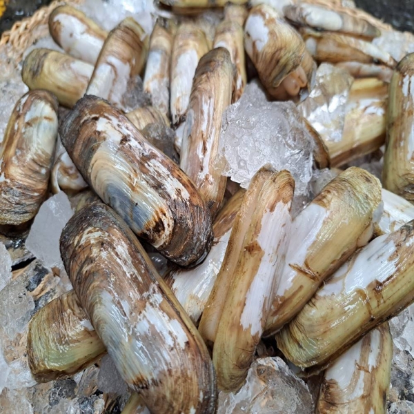 ★신선위크★  산지직송 별량 맛조개 500g, 1kg