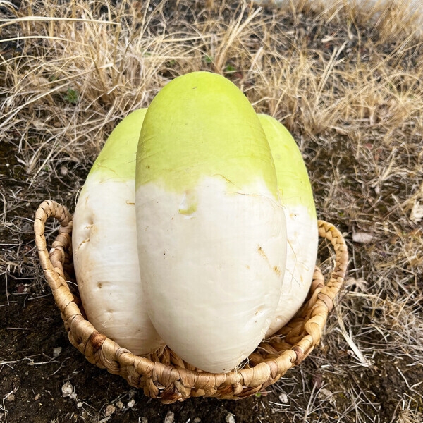 ★신선위크★ 국내산 제주도 월동무 제주무 김장무 무우 3kg/5kg/7kg/10kg