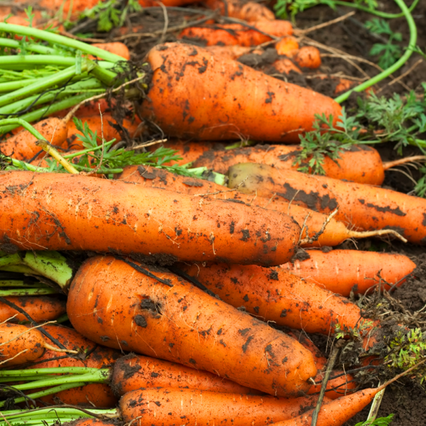 ★신선위크★ 국내산 화산토 제주구좌당근 햇 흙당근