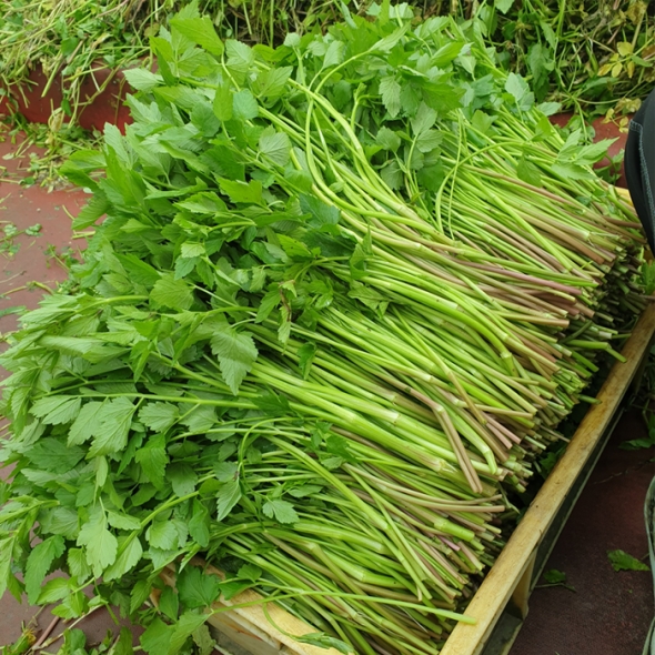 [당일수확 당일배송]유기농 무농약 신선한 청주 미나리 500g/1kg/2kg/ 4kg