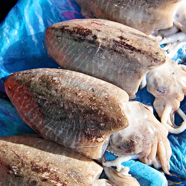 국산 갑오징어 1kg (2-4미)