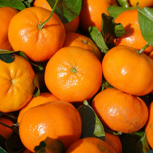 ★신선위크★ 제주산 고당도 레드향 실중량 2.5kg/4.5kg/9kg 가정용 선물용