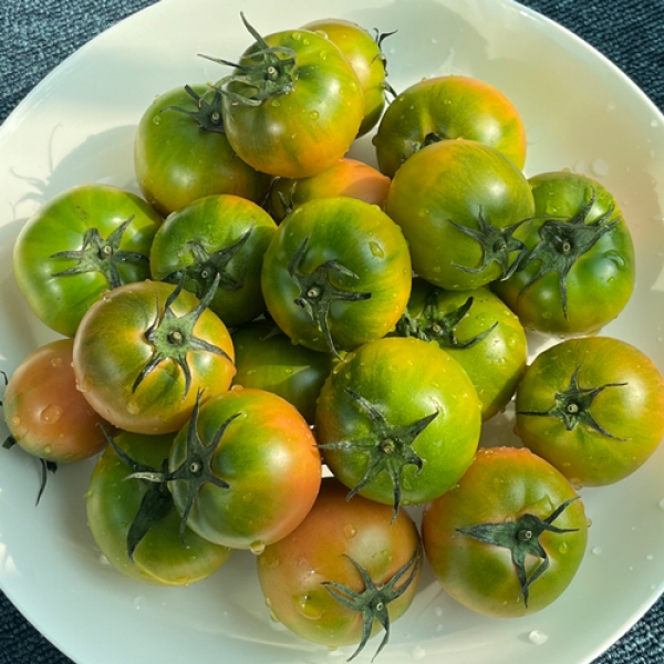 [GAP인증]정품대저토마토 2.5kg 2종 택1 ★나들이★