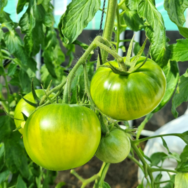 ★신선위크★ 부산 대저 짭짤이 토마토