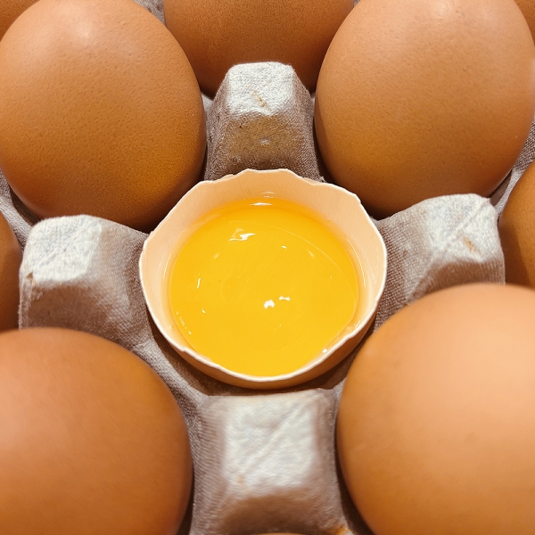 HACCP 계란 특란 무정란 달걀 30구