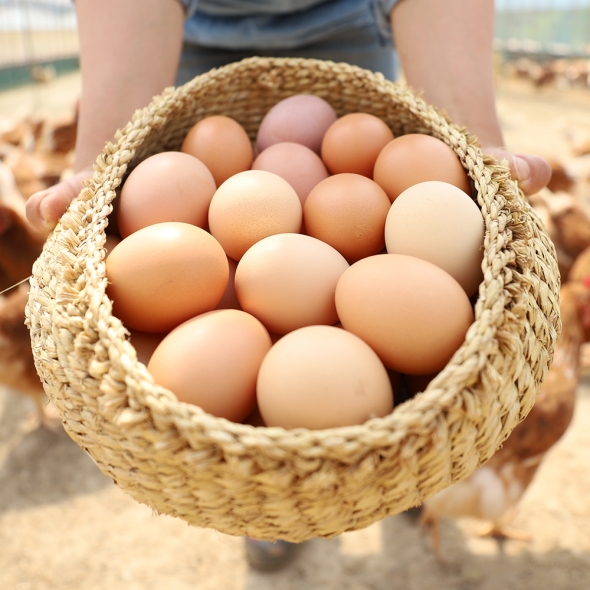 [농식품 바우처] 자연방사 방목 유정란 계란 달걀 20구 (난각번호 1번) (52g이상 특란 무선별 배송) 계란