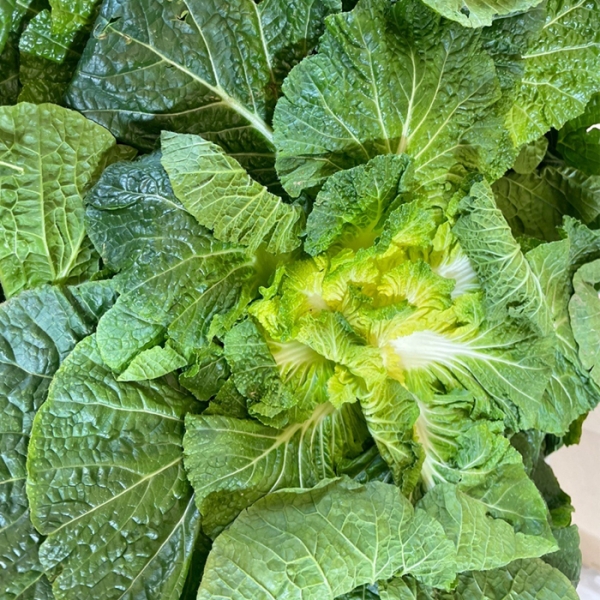  ★신선위크★ 국내산 봄동 1kg(2-6) /2kg(7-12입) /3kg(10-16입)/5kg