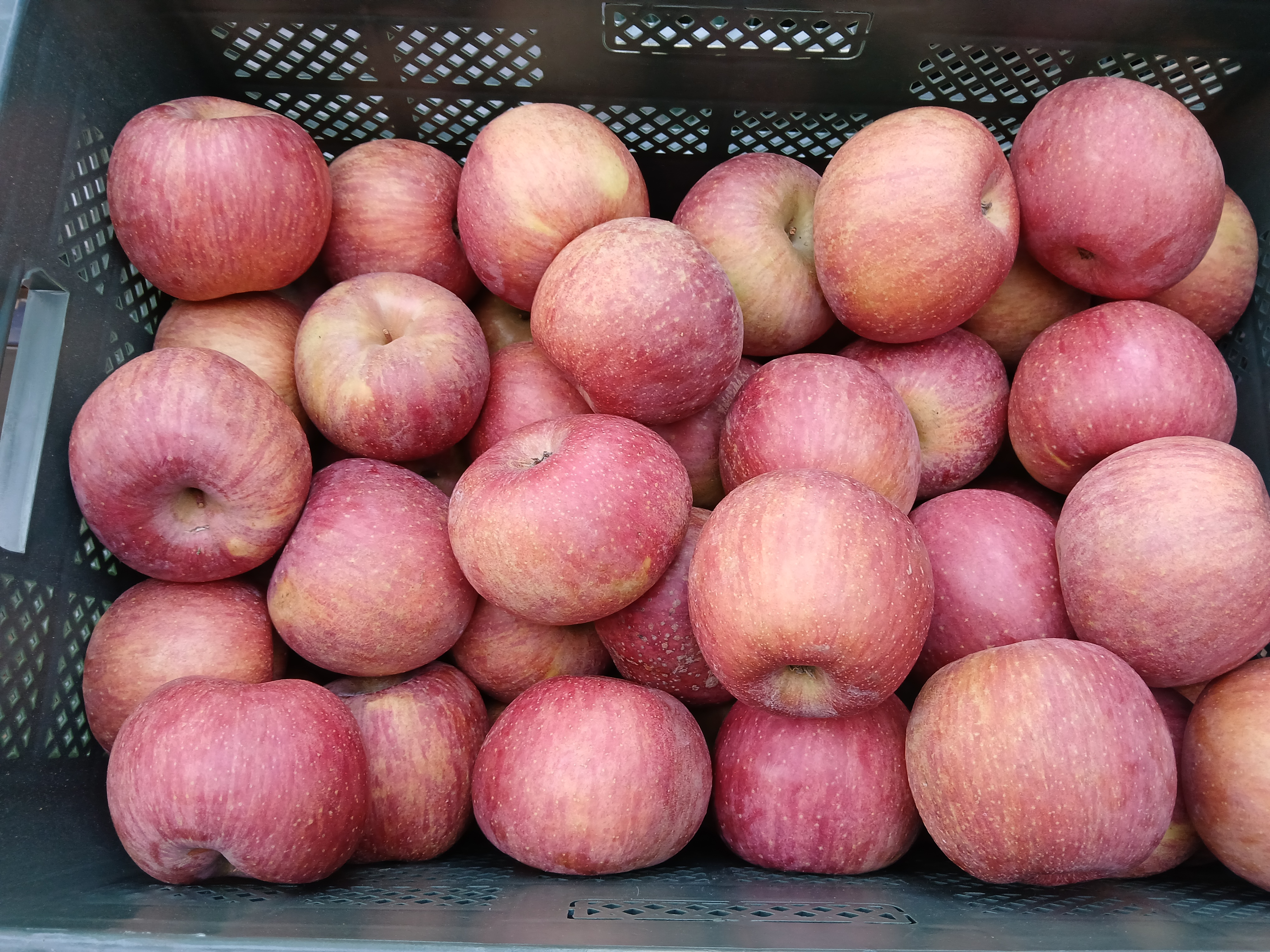 ★타임세일★ [숙희장터] 경북사과 꿀사과 최상급 가정용 부사사과 2kg 3kg 5kg 10kg