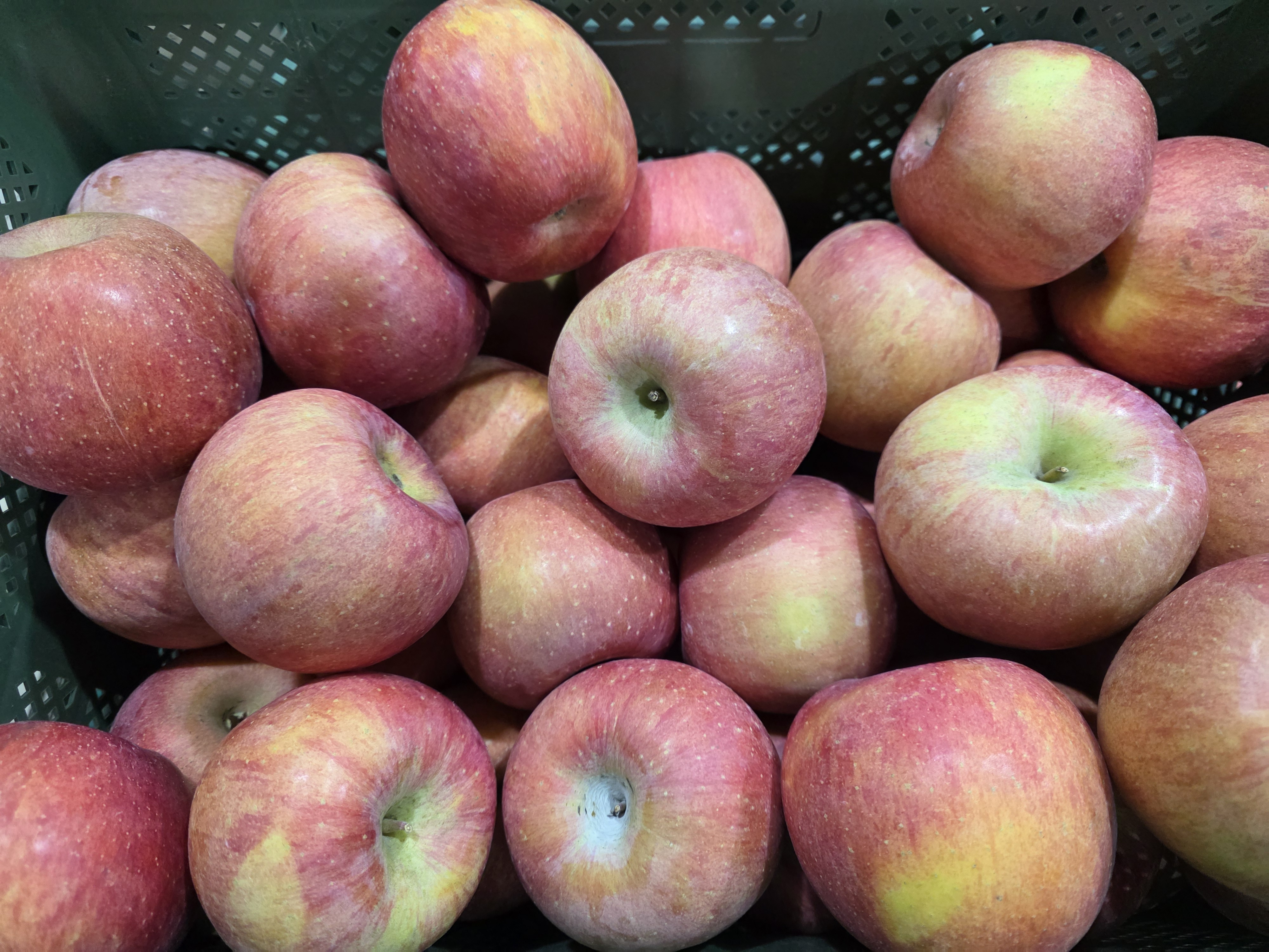 ★타임세일★ [숙희장터] 경북사과 꿀사과 최상급 가정용 부사사과 2kg 3kg 5kg 10kg