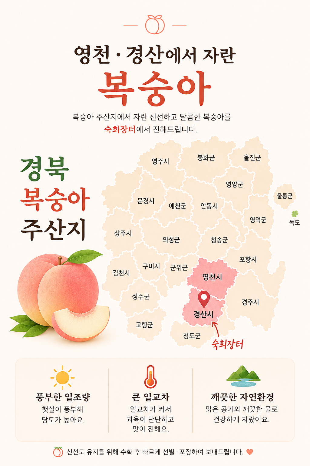 [숙희장터] 맛있는 복숭아의 시작을 알리는 신비/신선 복숭아