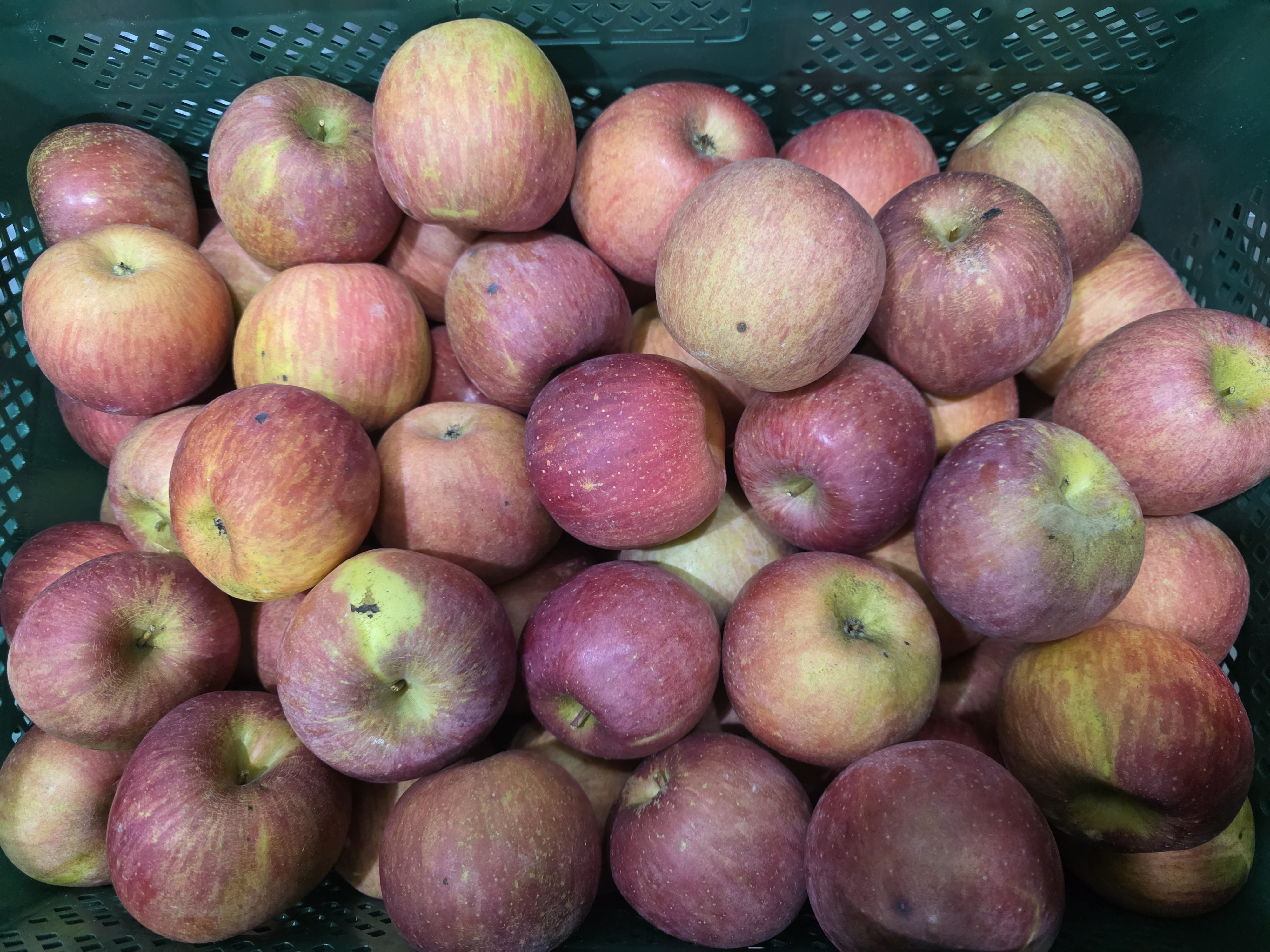 [숙희장터] 경북사과 꿀사과 최상급 가정용 부사사과 2kg 3kg 5kg 10kg